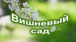 Вишнёвый сад-  С. Одинцов_ cover от С. Трандафилова