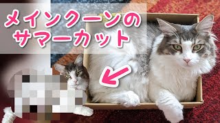 生まれて初めての美容院でサマーカットに挑戦するメインクーン猫【ミク】