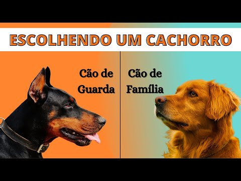 Vídeo: Como escolher o cão certo para você