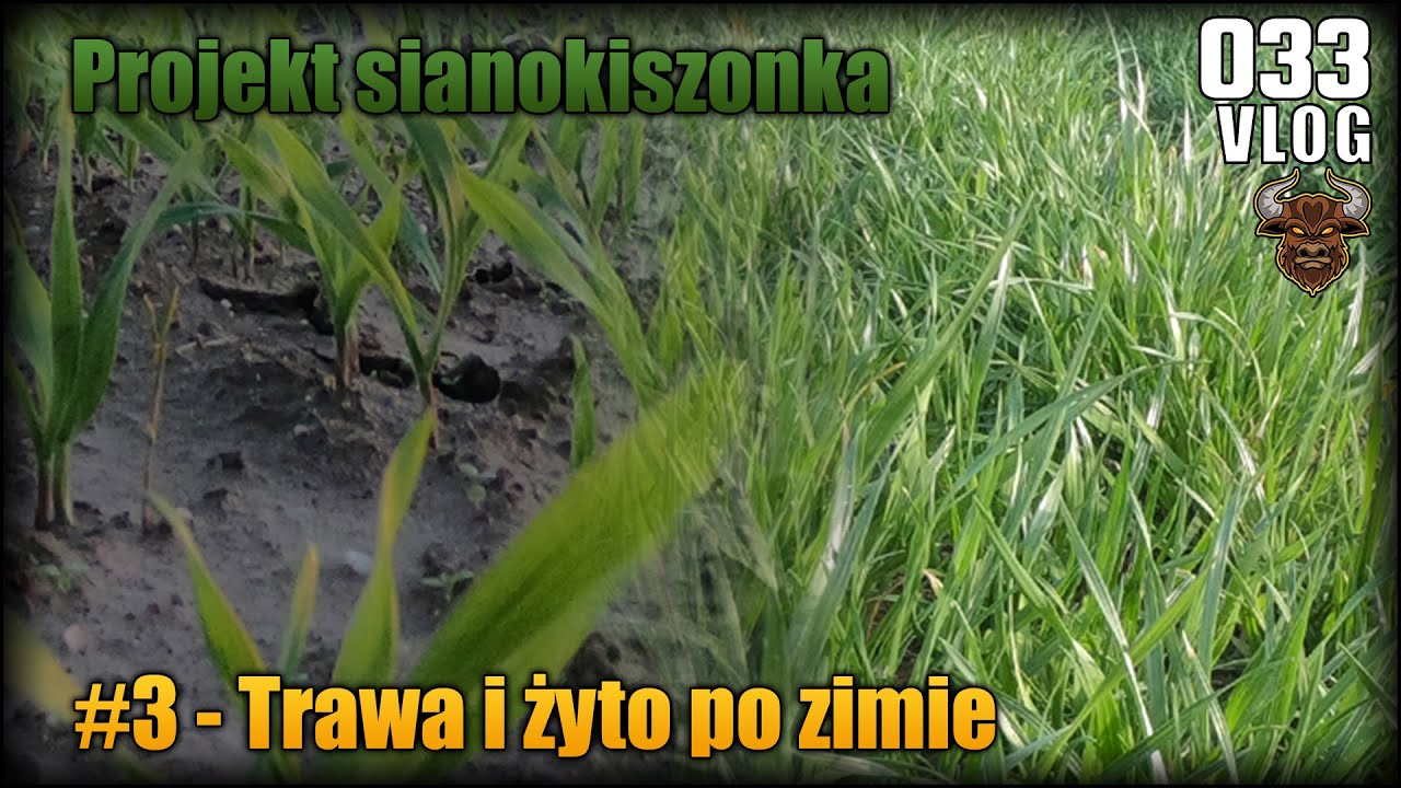  Projekt Sianokiszonka Cz 3 Jak Wygl da Po Zimie Mieszanka Gorzowska 