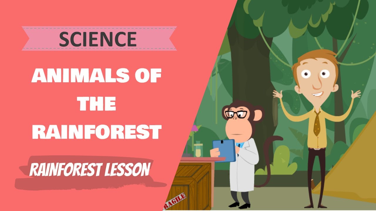 Science - Animals of the Rainforest (Primary School Maths Lesson)