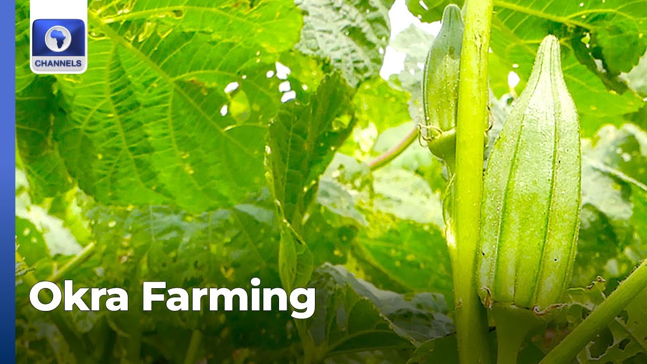 South West: Nigeria Ranks Second In Global Production + More | Newsroom Series