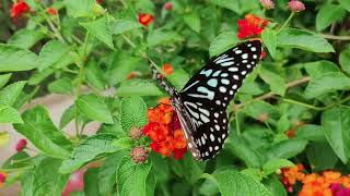 4K The Secret World of Butterflies: A Closeup Look at Their Beauty  (Тайный мир бабочек)