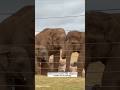 Elephants Use Names😳#elephants#animalfacts #facts#nature #science #animals#shorts#viralshorts