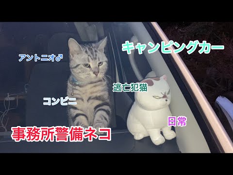 嫌がる猫を無理やりキャンピングカーに乗せ、コンビニまで付き合わせてみた！！　事務所警備猫　【アントニオ♂】の日常