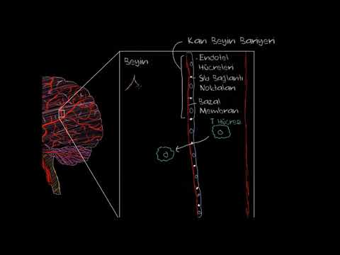 Multipl Skleroz Patofizyolojisi (Fen Bilimleri) (Sağlık ve Tıp)