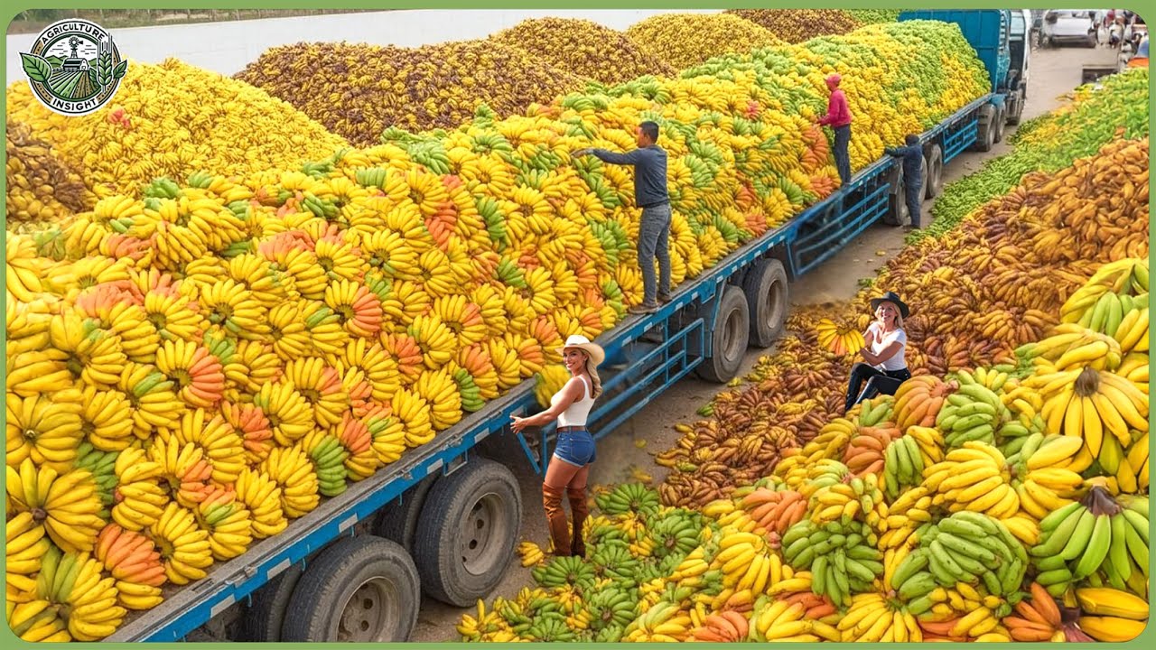Огромный урожай 2025 года: как фермеры собирают миллиарды тонн фруктов и овощей за несколько часов