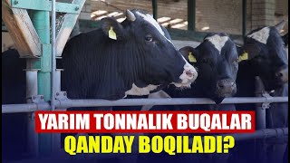 Bitta fermada 26 ming bosh qoramol: Belarusdagi yirik xo‘jalikdan reportaj