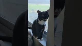 Cyrus the tuxedo kitty being a chatty little boy || cute kitty, cute meow || Pet Friendly