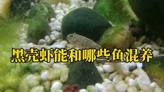 黑殼蝦和什麼魚可以混養？ 如何防止魚吃黑殼蝦？ 魚缸魚蝦混 ... 