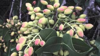 Growing Pistachio Nut Trees