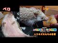 【ハリネズミ】~ハリネズミたちの日常~<ゆっくりボイス>