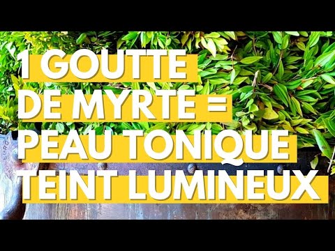 Vidéo: Qu'est-ce qu'un myrte chilien - Informations et soins sur le myrte chilien