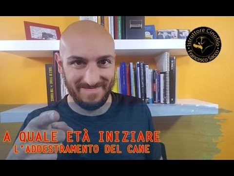 Video: A che età dovrei iniziare a dare al mio Terranova un supplemento congiunto?