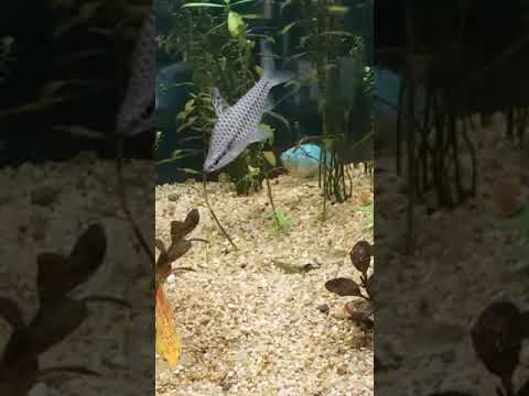 Chilodus(chilodus punctatus)#peixes #aquário #aquariumfish #fish #animals