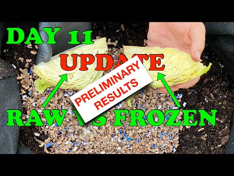 We Have A Winner! Day 11 Worm Bin Cabbage Experiment Update | Vermicompost Worm Farm