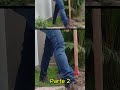 Transplante areca bambu Parte 2 #plantas #gramado #jardim #paisagismo