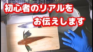 新企画！ かかじい の お魚さばけるかな？ ホウボウ編　刺身 アラ汁 三枚おろし 皮引き 100均 料理動画