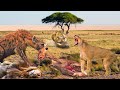 Arch-enemies? Lion Cries When Hyenas And Wild Dogs Steal Its Food - Lion Vs Hyenas, Wild Dogs