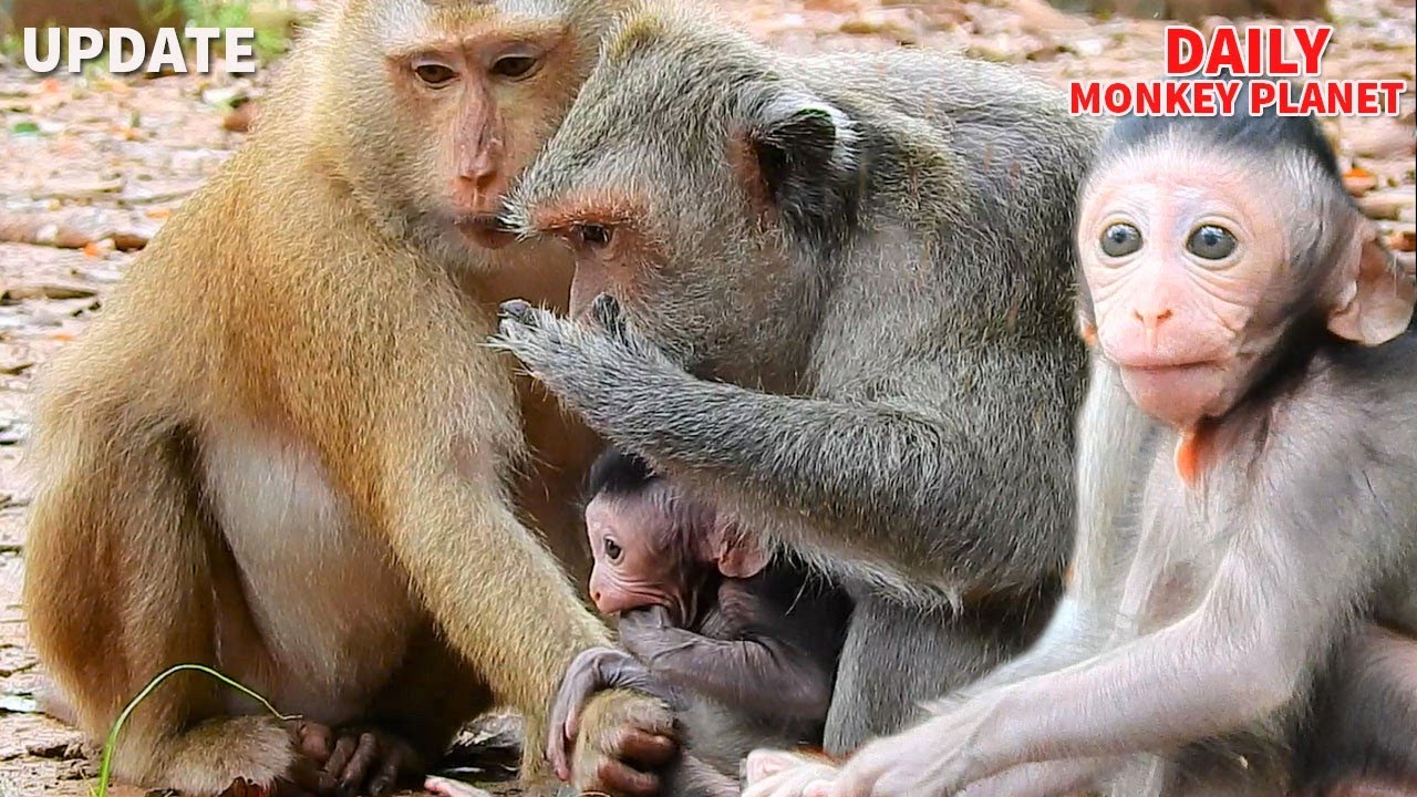 OMG! Bonita Try To Kidnap Newborn Jinx From Jade| Newborn Jinx Not Like Bonita