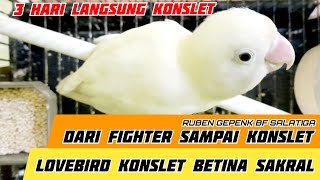 Lovebird Betina Fighter Sakral 3 hari Jadi Konslet ngunci | Ruben gepenk bf salatiga