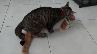 Kucing hamil malah paksa kawin lagi