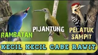 KECIL KECIL CABE RAWIT !! TEMBAKAN NYELEKIT DAN TAJAM !!! RAMBATAN - PIJANTUNG - PELATUK