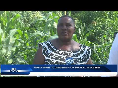 ZAMBEZI FAMILY TURNS TO GARDENING FOR SURVIVAL, SEEKS SUPPORT FOR WATER SUPPLY AND FENCING - nbc
