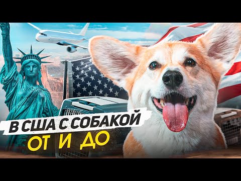 Перевоз животных в США в 2023: все расходы, сколько по времени и из каких шагов состоит процесс