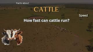 Cattle Fact 11 - How fast can cattle run?