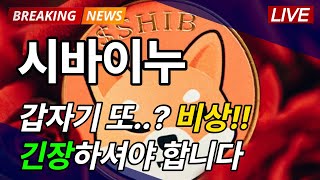 [ 시바이누 ] 갑자기 또...? 비상!!! 긴장하셔야 합니다