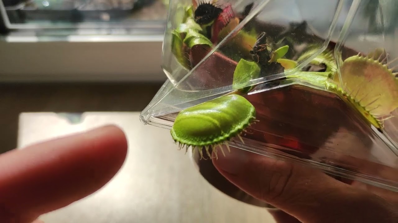 Venusfliegenfalle Venus flytrap fleischfressende Pflanze retten Ikea