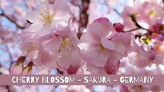 Olympiapark - Spring in Munich - Germany | Cherry blossom blooming | Sakura | Life in Germany