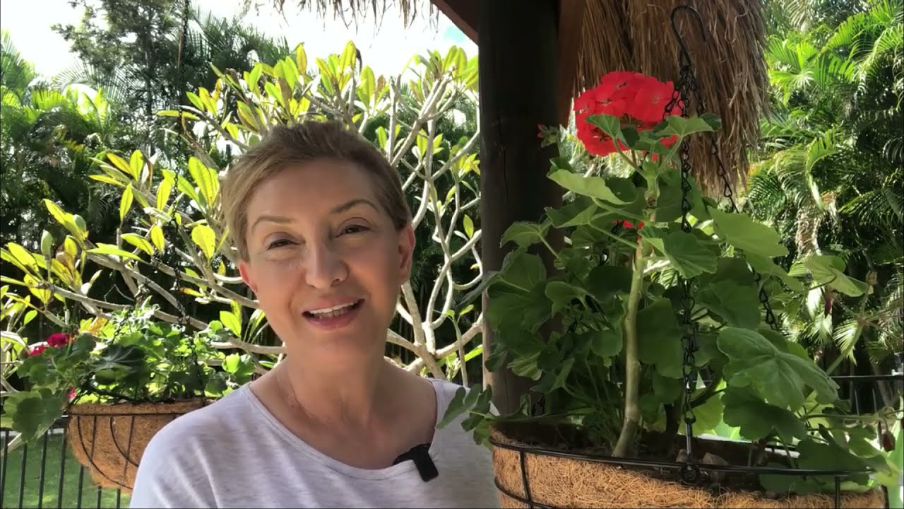 SARDUNYA BAKIMI-TOPRAK- ÇOĞALTMA-GÜBRELEME-GÜNEŞ- SAKSI DEĞİŞİMİ-TOPRAK ve SARDUNYA HASTALIKLARI