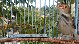Suara Prenjak Lumut PIKAT Paling Ampuh , Semua Perenjak / Ciblek LIAR Langsung EMOSI & Nyamperin