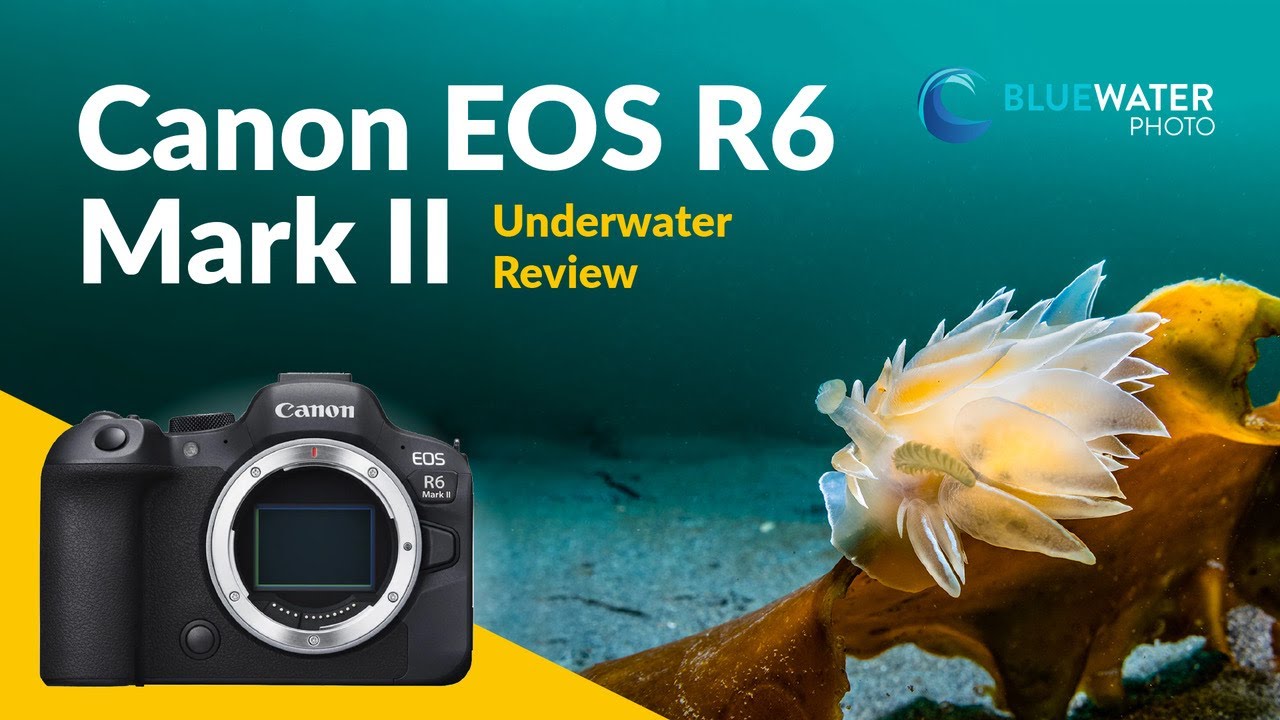Canon R6 Mark II Underwater Review - Bluewater Photo