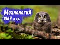 Из "гадкого утёнка" в красивого хищника. Дикие птицы России. Мохноногий сыч.