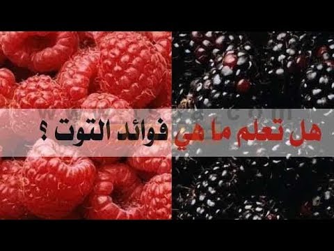 هل تعرف ماذا يفعل التوت البري في مرضى التهاب المسالك البولية الطب البديل