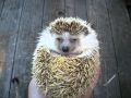 寝起きのハリネズミ　Good morning! Hedgehog!