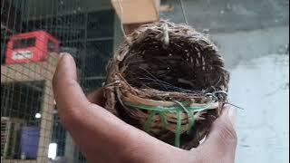 trik Ternak african finch sistem koloni || BlackThroat, Sanger dan Mozambik dalam satu aviary kecil