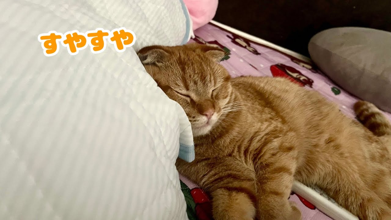 猫ですか？人間ですか？