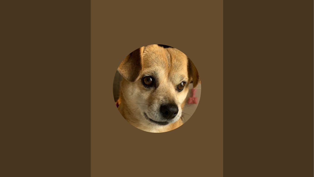 Cute Dog & Ginger FOX LIVE!