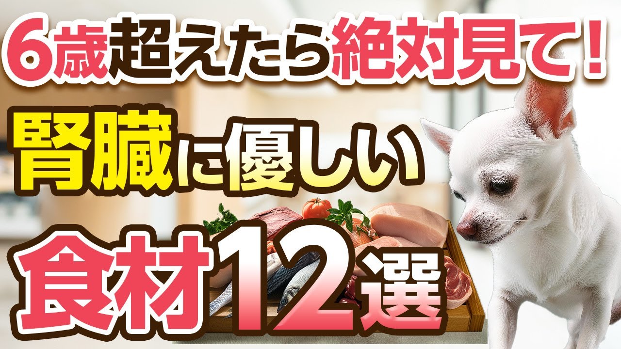 腎臓に優しい食材12選！効果的な食べさせ方から調理法まで詳しく解説