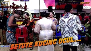 PARDI KUCING DI OYOK OYOK MANTEN WEDOK.....