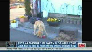 Abanonded Dogs Rescue In Japanese Radiation Zone