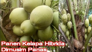 Hibrid Coconut Harvest || Panen Kelapa Hibrida