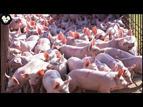 How America Raises 75M Pigs Every Year – Inside Modern Pig Farms | Processing Factory