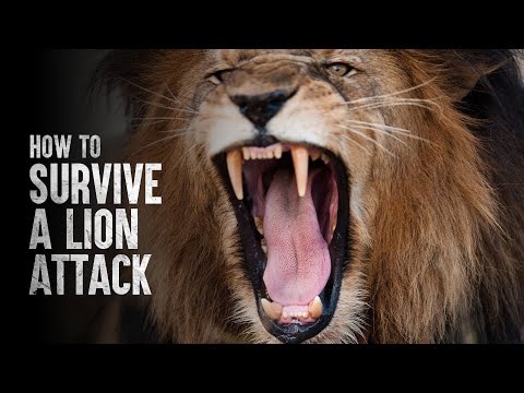 ライオンの攻撃を生き残る方法