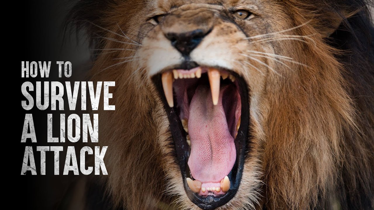 How to Survive a Lion Attack