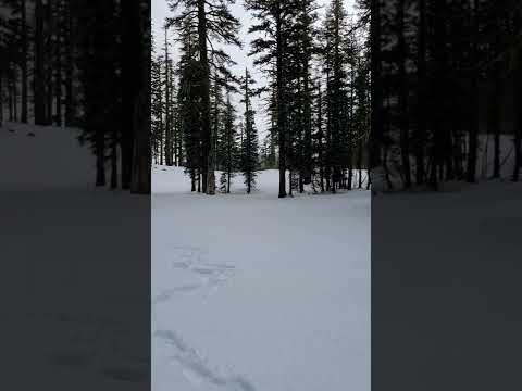 Portal de Telos, Lemuria #shorts #mountshasta #monteshasta #mountains #california #telos #lemuria